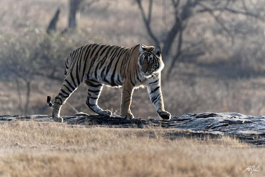From Jaipur: One Day Trip to Ranthambore Tiger Safari - Timing the return to Jaipur