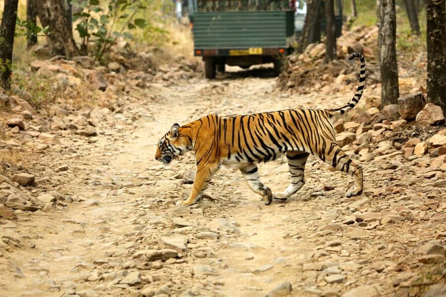 From Jaipur: One Day Trip to Ranthambore Tiger Safari - The 3 to 4-hour drive from Jaipur