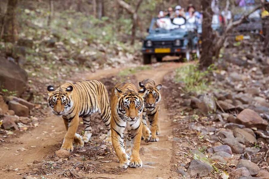 From Jaipur: Praivte Ranthambore Tour By Jeep Canter Safari - Why Ranthambore makes a worthwhile day from Jaipur