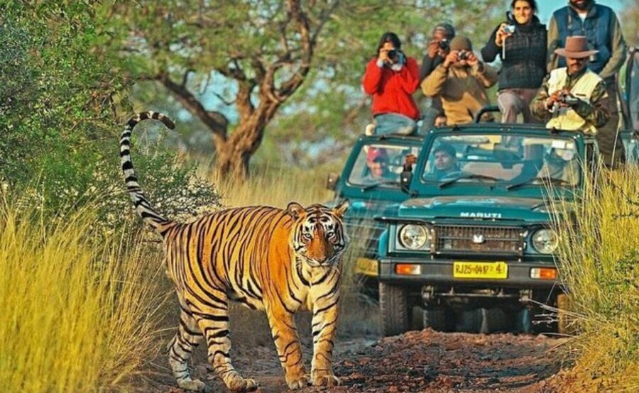 From Jaipur: Praivte Ranthambore Tour By Jeep Canter Safari - Lunch, dinner, and the ride back to Jaipur