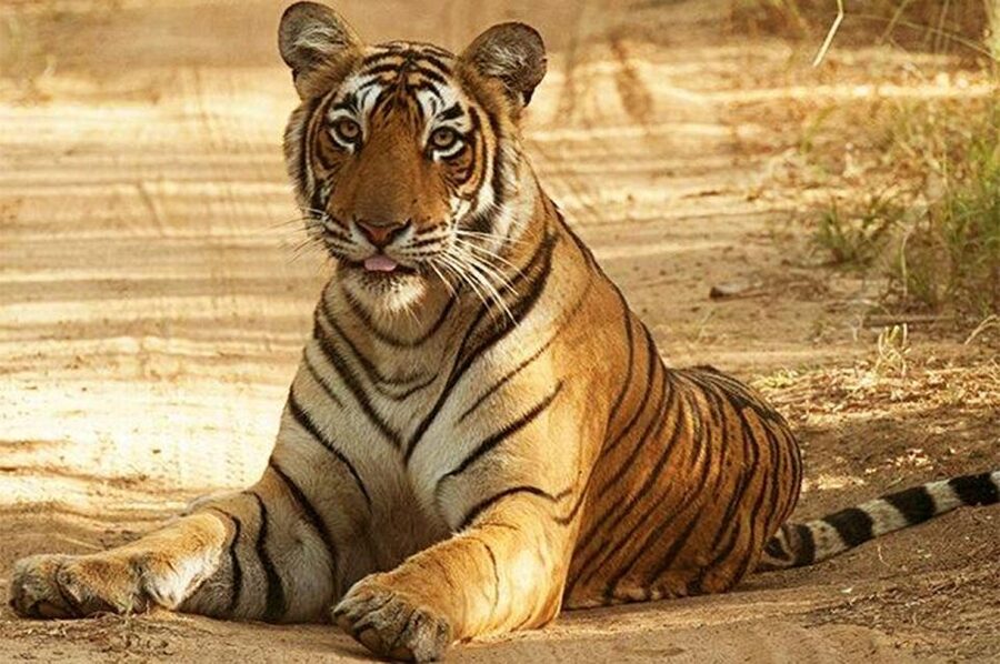 From Jaipur: Praivte Ranthambore Tour By Jeep Canter Safari - Who will enjoy this day most