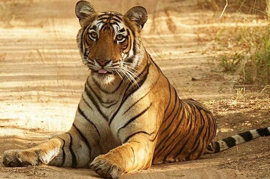 From Jaipur: Praivte Ranthambore Tour By Jeep Canter Safari - Leaving Jaipur in a private AC vehicle