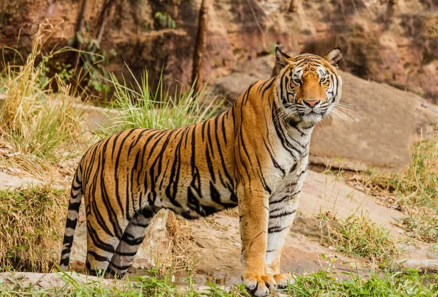 From Jaipur: Ranthambore National Park Day Trip with Safari - The real appeal: wild tigers beyond Jaipur