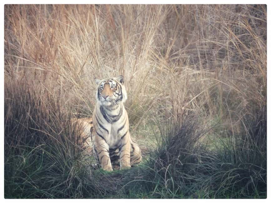 From Jaipur: Ranthambore National Park Day Trip with Safari - Reaching Ranthambore National Park