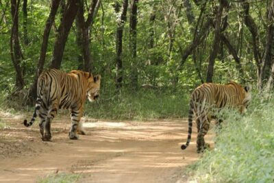 Ranthambore National Park Day Trip with Safari
