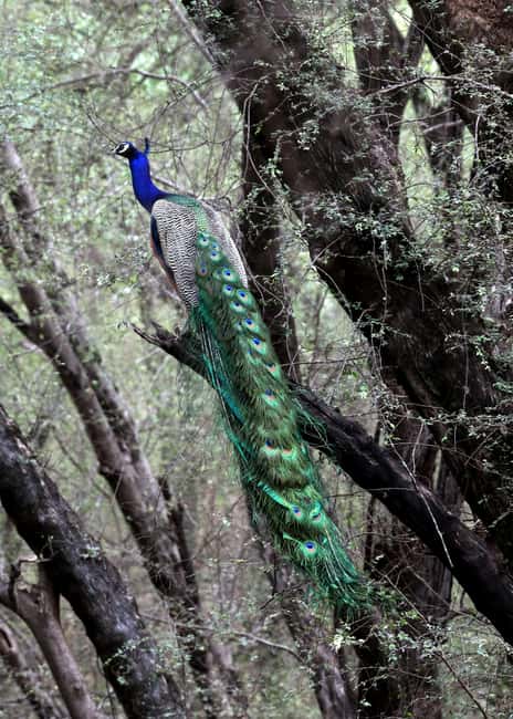 From Jaipur: Ranthambore National Park Day Trip with Safari - Jeep or canter: choosing the safari vehicle