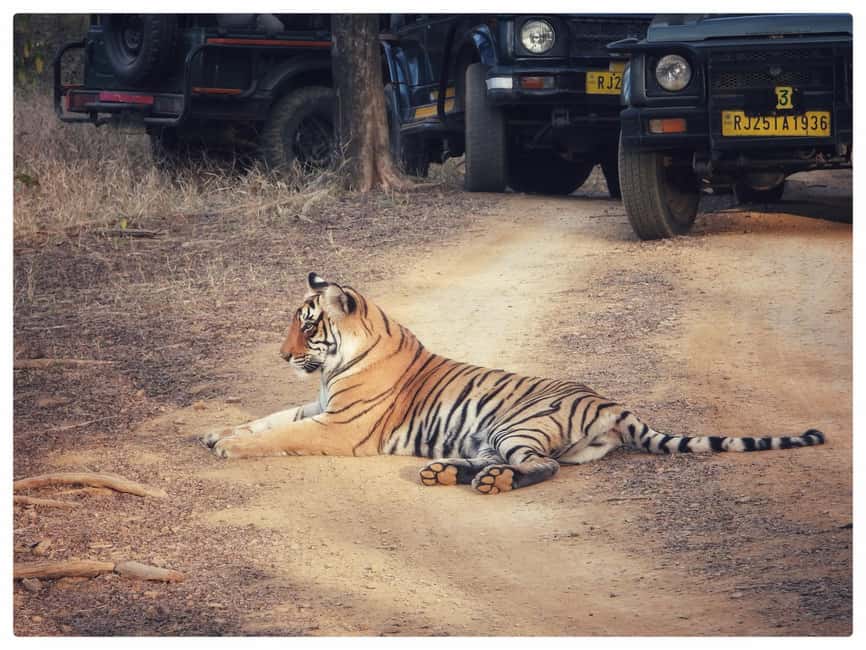 From Jaipur: Ranthambore National Park Day Trip with Safari - What you may see in the forest