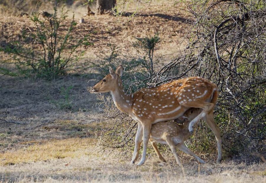 From Jaipur: Ranthambore National Park Day Trip with Safari - Timing, cold weather, and the long return