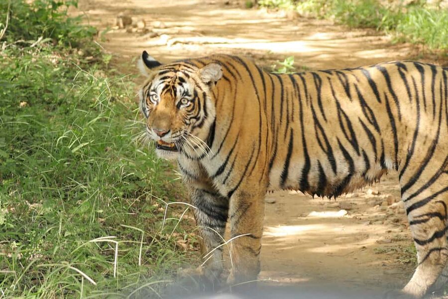 From Jaipur: Ranthambore National Park Day Trip with Safari - What the $85 price really covers
