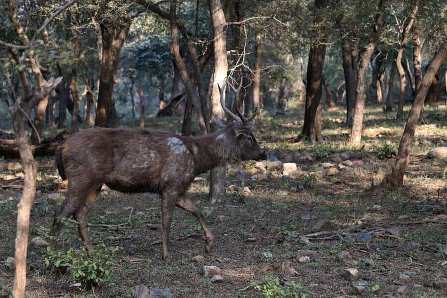 From Jaipur: Ranthambore National Park Day Trip with Safari - Who should book this Jaipur safari?