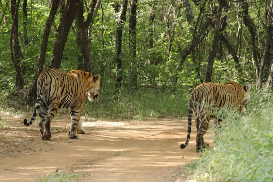 From Jaipur: Ranthambore National Park Day Trip with Safari - Jaipur pickup and the three-hour road to Sawai Madhopur