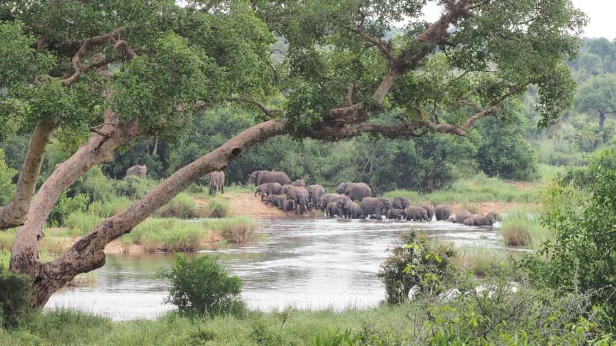 From Johannesburg: 2-Day Safari into Kruger National Park - The return to Johannesburg takes another five hours
