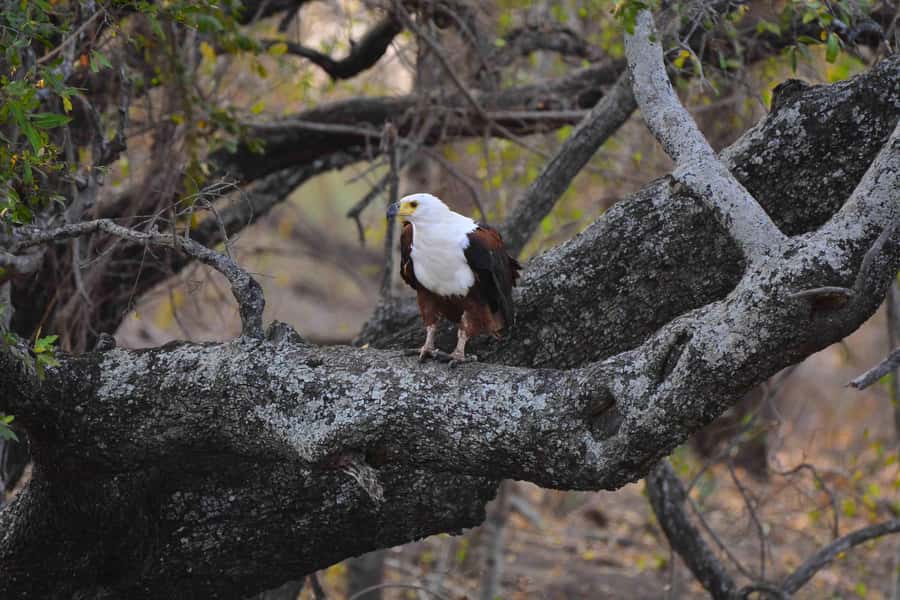 From Johannesburg: 2-Day Safari into Kruger National Park - Practical preparation before you go