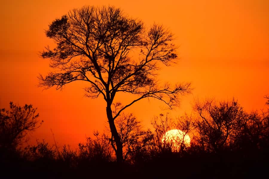 From Johannesburg: 2-Day Safari into Kruger National Park - Should you book this Kruger trip?