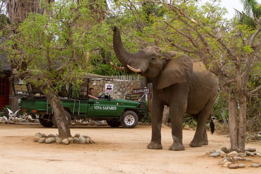 From Johannesburg: 6-Day Classic Kruger National Park Safari - Day 4: Moholoholo and a shorter Balule drive