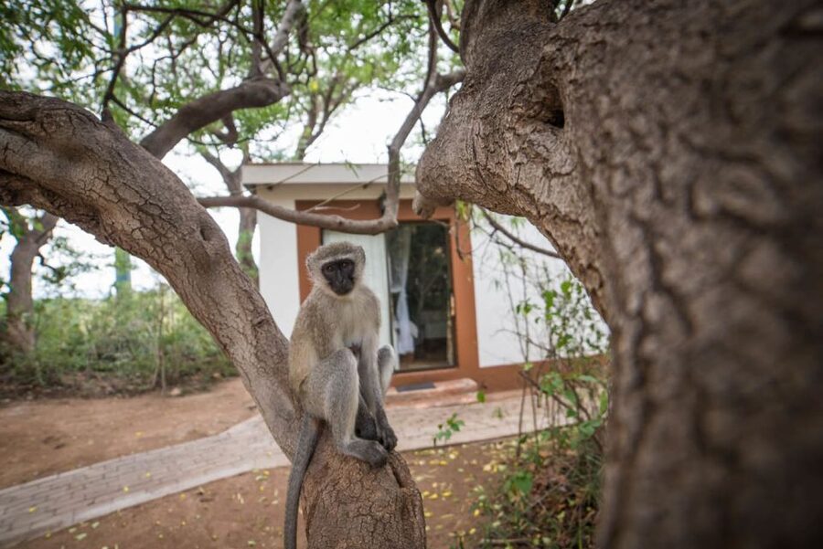 From Johannesburg: 6-Day Classic Kruger National Park Safari - Guides, food, and lodge comfort
