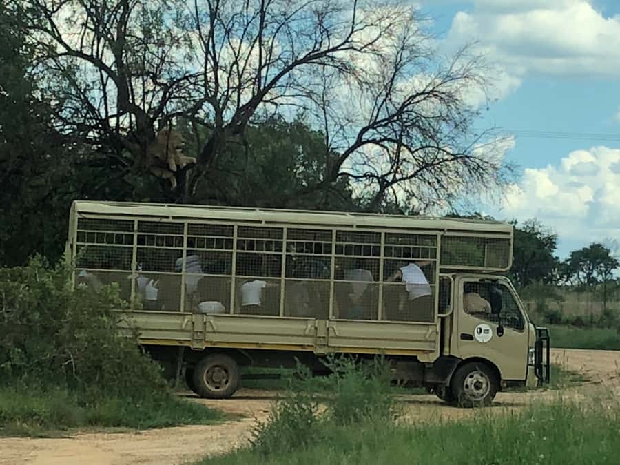 From Johannesburg: Cradle of Humankind and Lion Safari - Final verdict: a smart one-day introduction