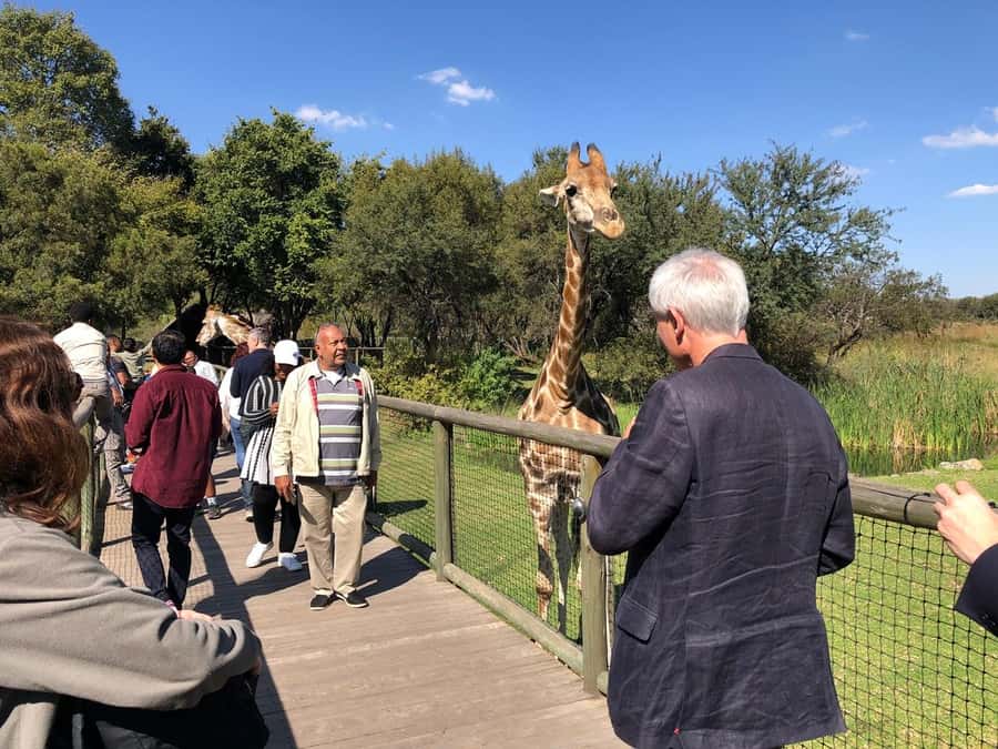 From Johannesburg: Cradle of Humankind and Lion Safari - Why this Johannesburg day trip works