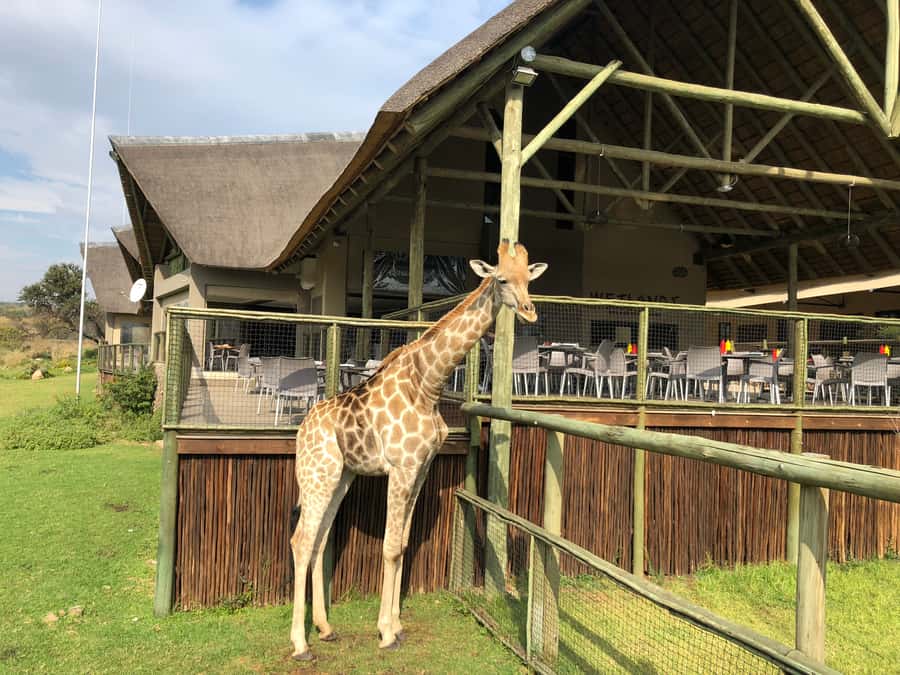 From Johannesburg: Cradle of Humankind and Lion Safari - Sterkfontein Caves and the physical side of the visit