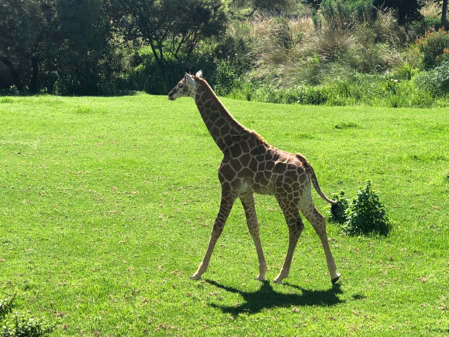 From Johannesburg: Cradle of Humankind and Lion Safari - Who should book this experience