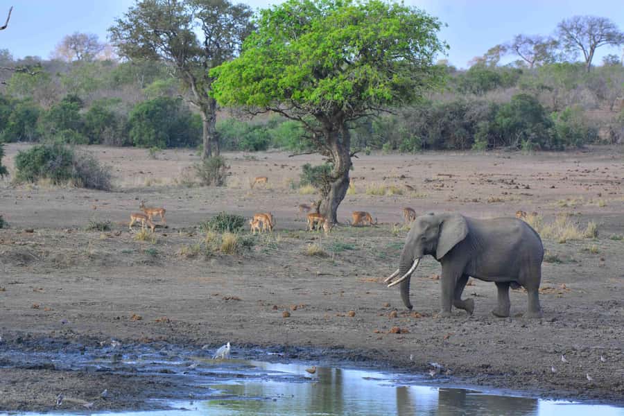 From Johannesburg: Full-Day Kruger National Park Safari - The guide can shape the whole day