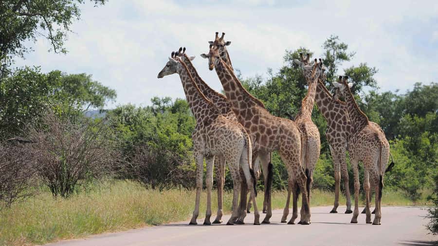 From Johannesburg: Full-Day Kruger National Park Safari - Meals, breaks, and what to bring