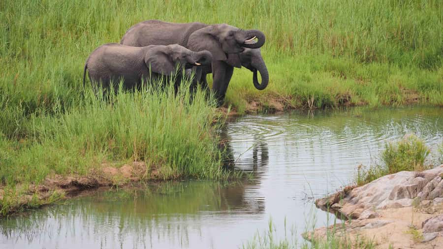 From Johannesburg: Full-Day Kruger National Park Safari - Is the $435 price fair?