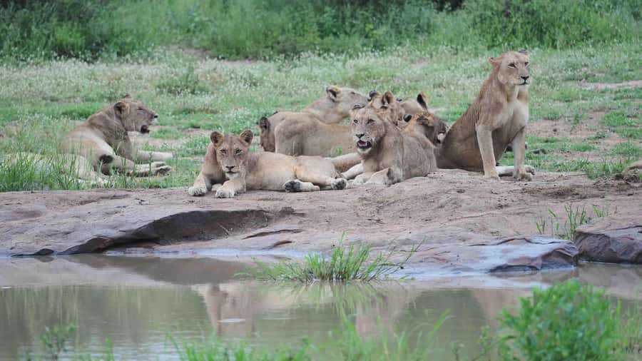 From Johannesburg: Full-Day Kruger National Park Safari - Booking details that deserve a quick check