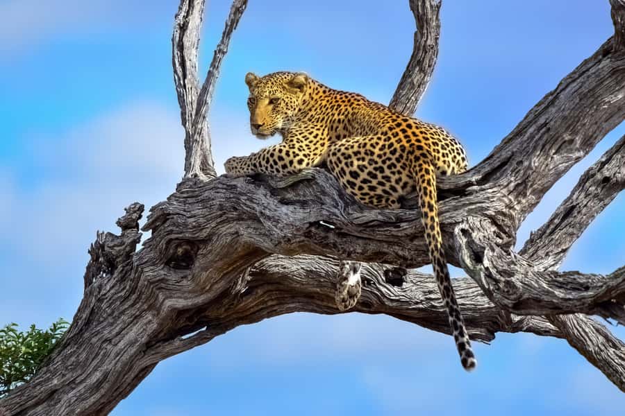 From Johannesburg: Kruger National Park 3-Day Safari - Key points to know before booking