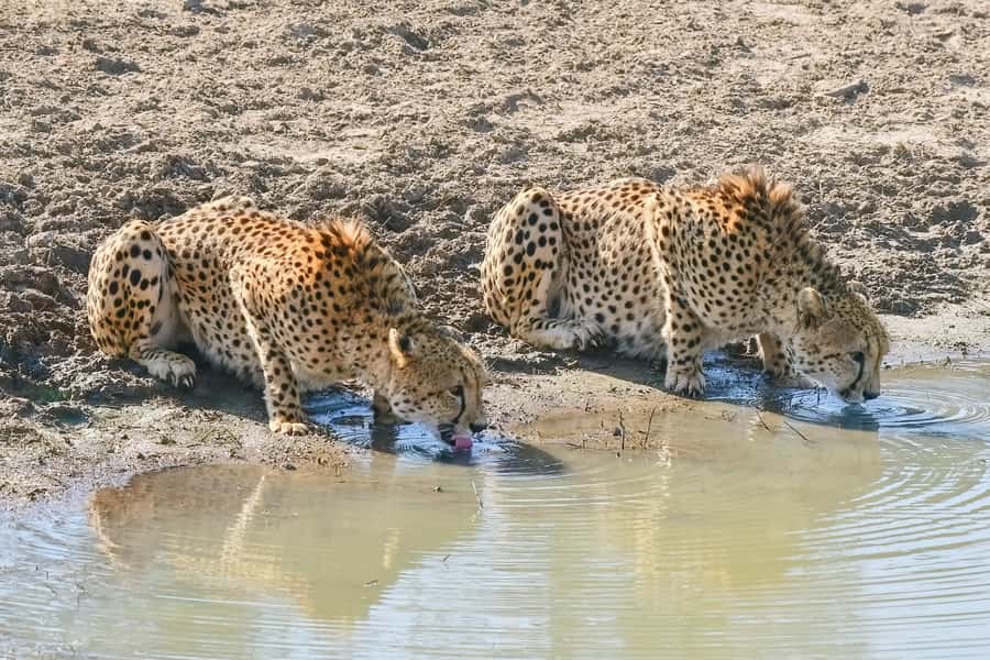 From Johannesburg: Kruger National Park 3-Day Safari - A comfortable night in Hazyview