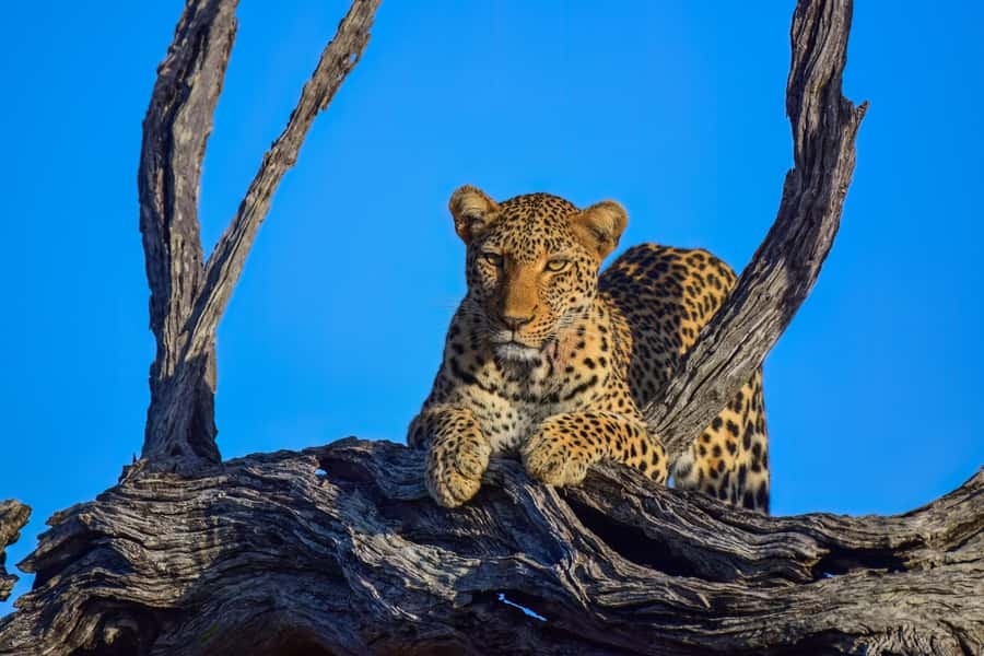 From Johannesburg: Kruger National Park 3-Day Safari - Dawn wildlife and the search for the Big Five