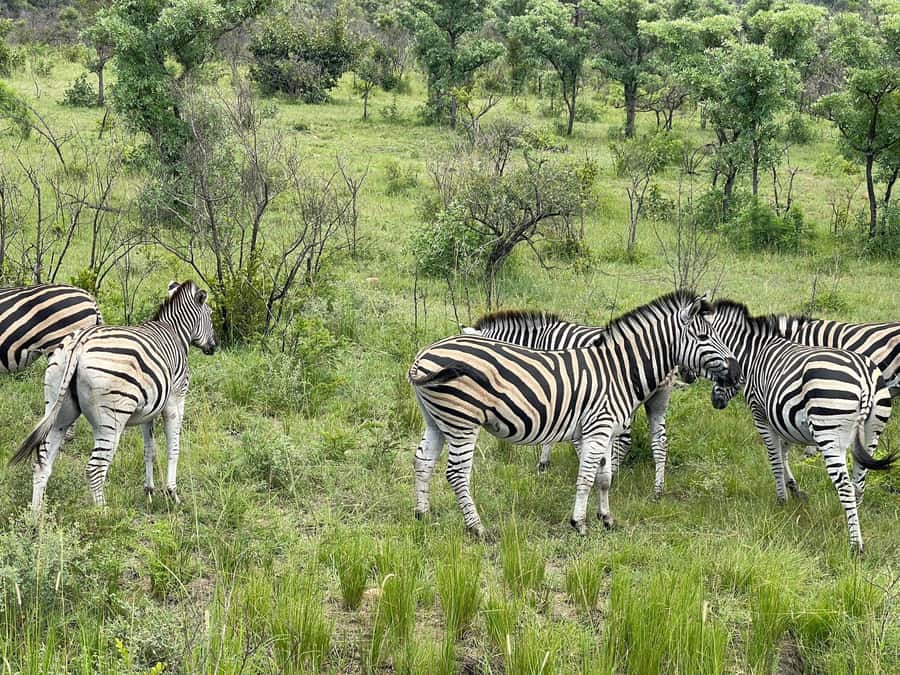 From Johannesburg: Kruger National Park 3-Day Safari - Hippos, crocodiles, and the Sabie River
