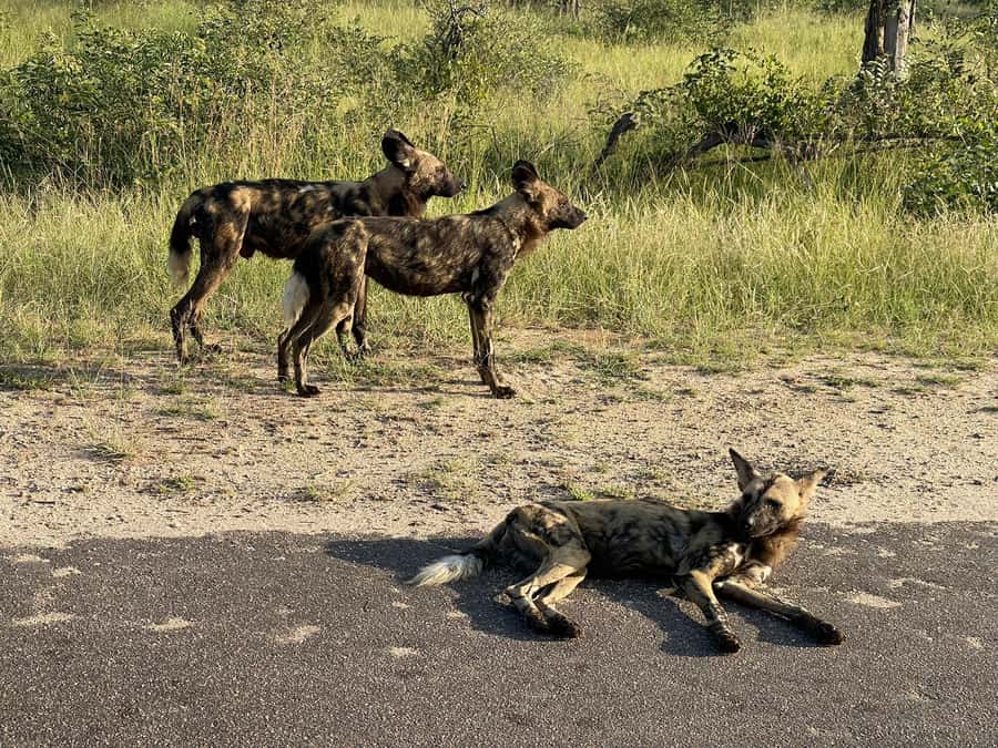 From Johannesburg: Kruger National Park 3-Day Safari - The return through farmland and Highveld country