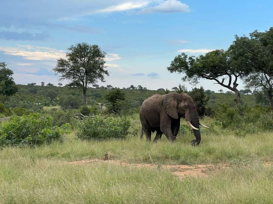 From Johannesburg: Kruger National Park 3-Day Safari - Is $825 a fair price for three days?