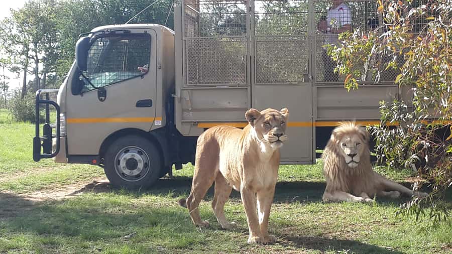 From Johannesburg: Lion & Safari Park Half-Day Tour - Key points at a glance