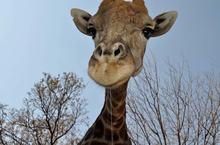 From Johannesburg: Lion & Safari Park Half-Day Tour - Who will enjoy this half-day outing?