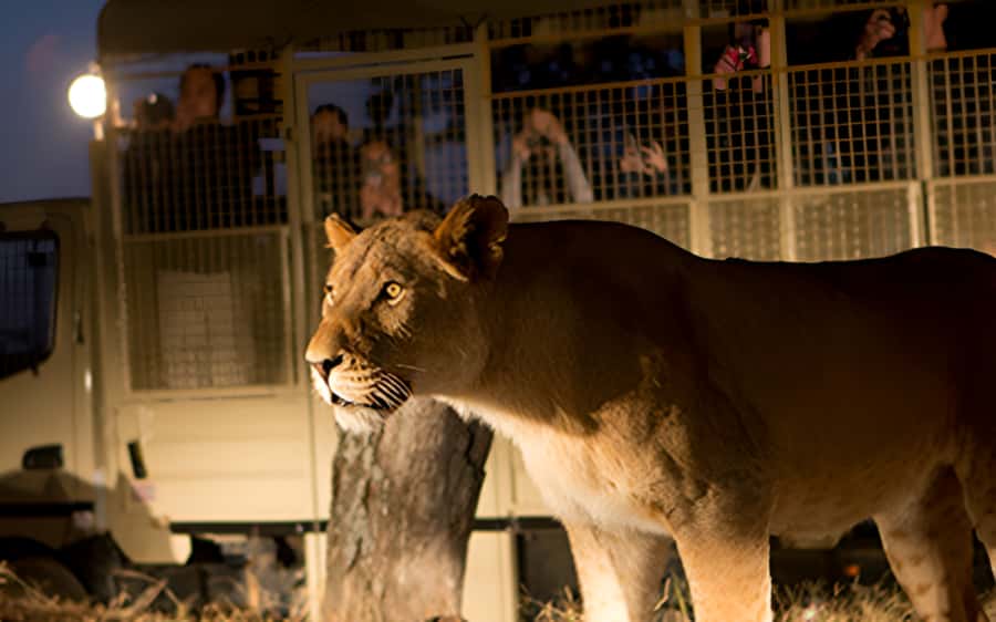 From Johannesburg: Lion & Safari Park Half-Day Tour - Why this park works for a short Johannesburg safari