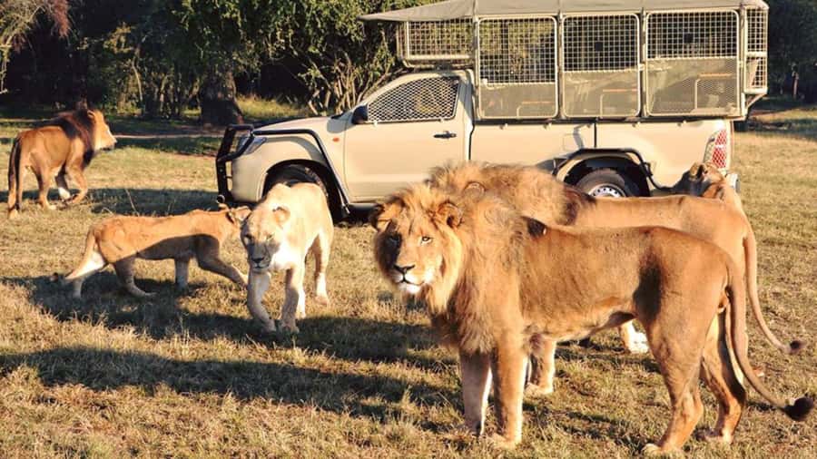 From Johannesburg: Lion & Safari Park Half-Day Tour - The one-hour open-vehicle safari