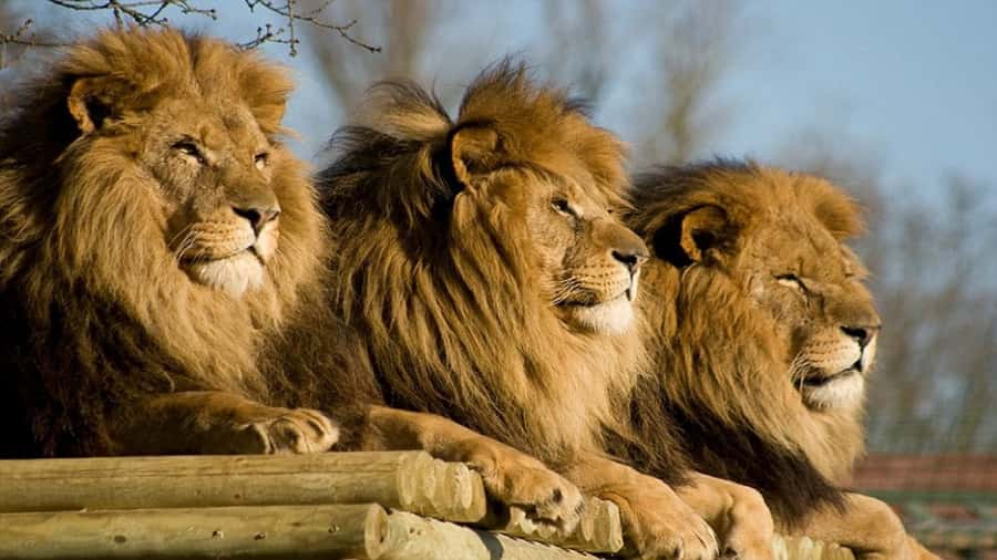 From Johannesburg: Lion & Safari Park Half-Day Tour - The chance to see a rare white lion