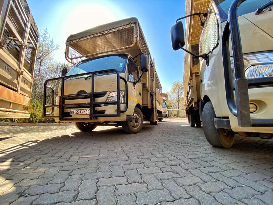 From Johannesburg: Lion & Safari Park Half-Day Tour - Morning or afternoon: which start is better?