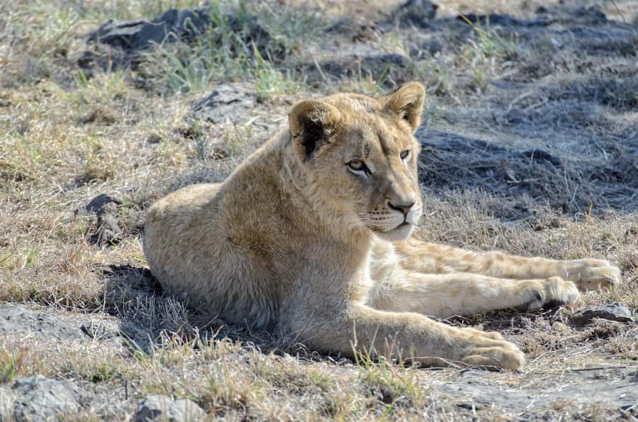 From Johannesburg: Lion & Safari Park Half-Day Tour - What the $167 price includes