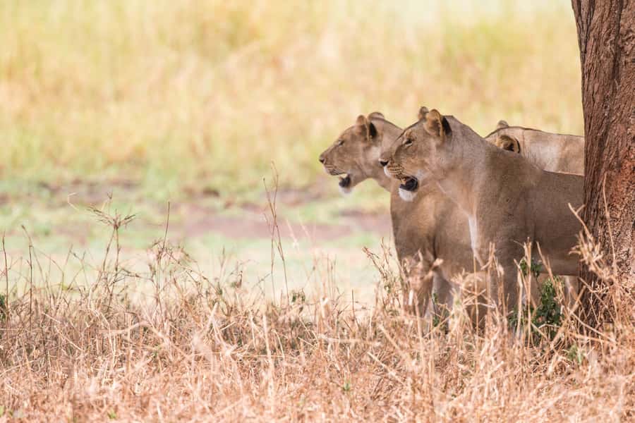 From Johannesburg: Lion & Safari Park Half-Day Tour - Why the guides matter