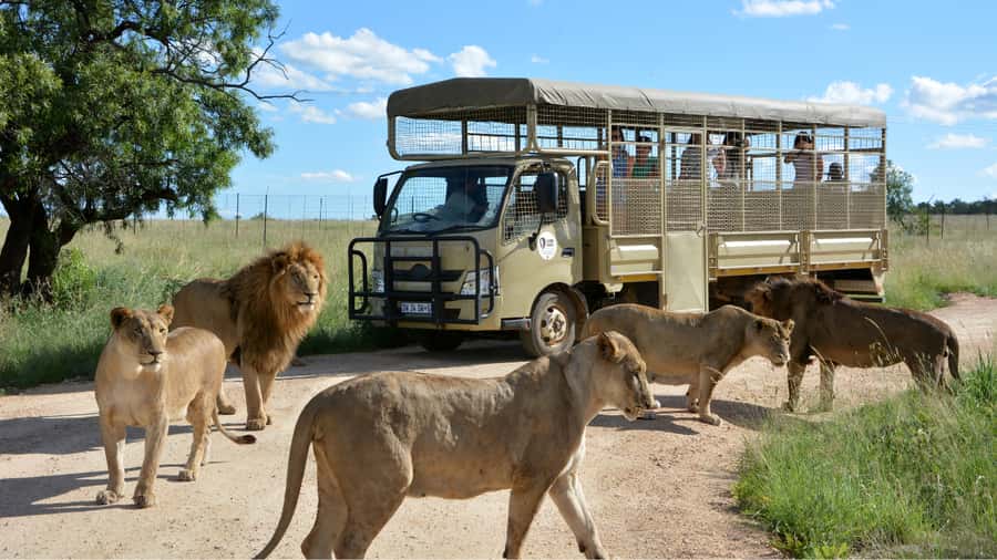 From Johannesburg: Lion & Safari Park Half-Day Tour - Leaving Johannesburg in an air-conditioned vehicle