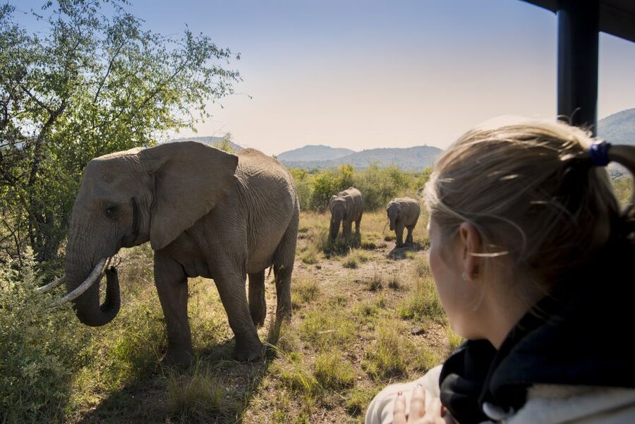 From Johannesburg: Pilanesberg Nature Reserve Game Safari - What to Pack for the Open Vehicle