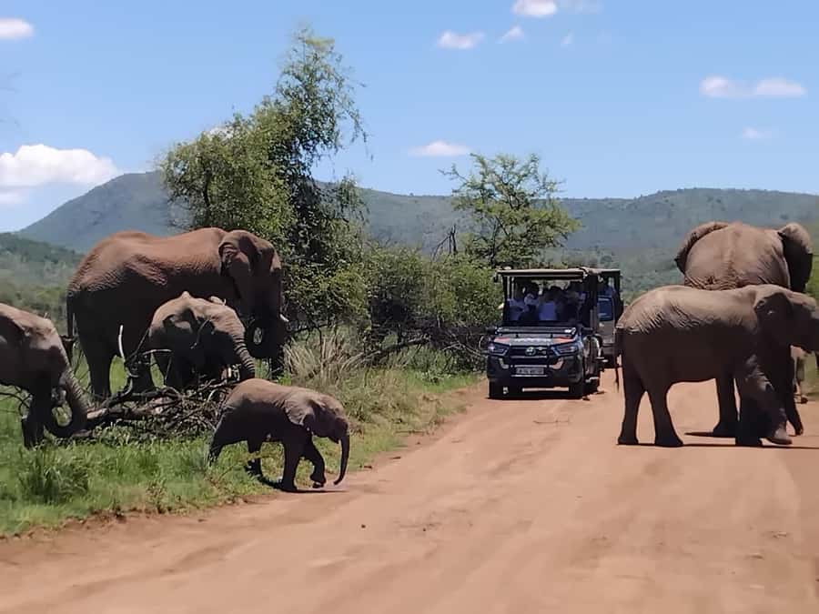 From Johannesburg: Pilanesberg Nature Reserve Game Safari - The Afternoon Drive and Changing Safari Luck