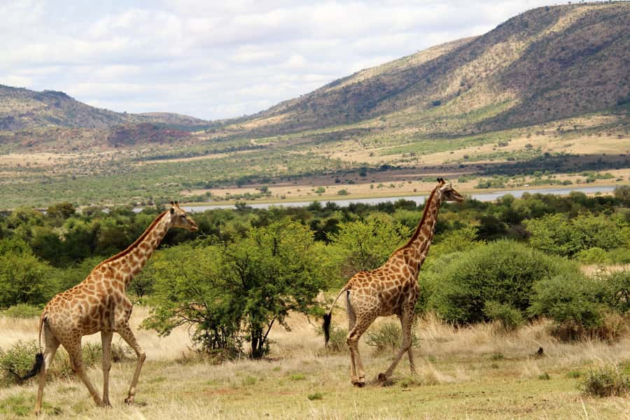 From Johannesburg: Pilanesberg Nature Reserve Game Safari - What the Guides Add to the Day