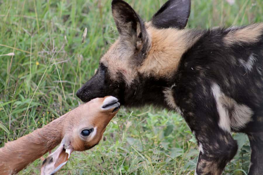 From Johannesburg: Pilanesberg Nature Reserve Game Safari - Price, Park Fees, and Overall Value