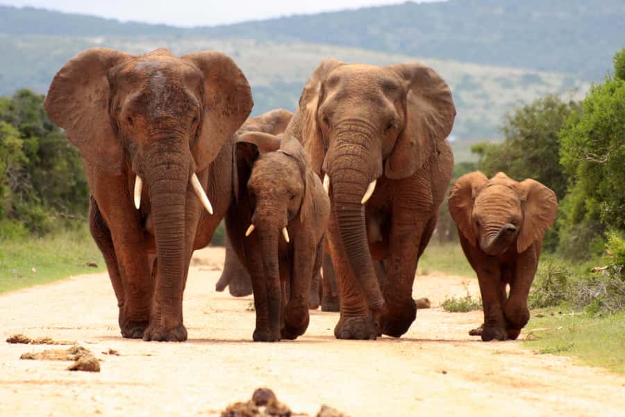 From Johannesburg: Pilanesberg Wildlife Safari - Key things to know before booking