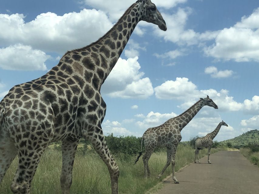 From Johannesburg: Pilanesberg Wildlife Safari - The first three-hour game drive