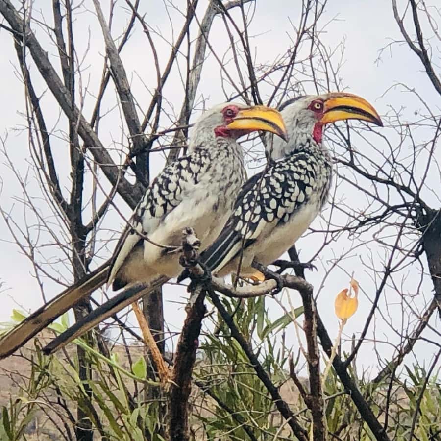 From Johannesburg: Pilanesberg Wildlife Safari - What the guides add to the day
